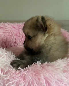 2.2K views · 278 reactions | Magnifique petit Spitz nain 笠殺 Comment ne pas craquer avec sa petite bouille  Réservé | Élevage des Petits Loustics - Chihuahua et Spitz Allemand | Facebook