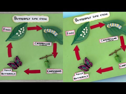 Easy DIY Butterfly Life Cycle Model for School Project 🦋 | Easy Biology Science Project #shorts