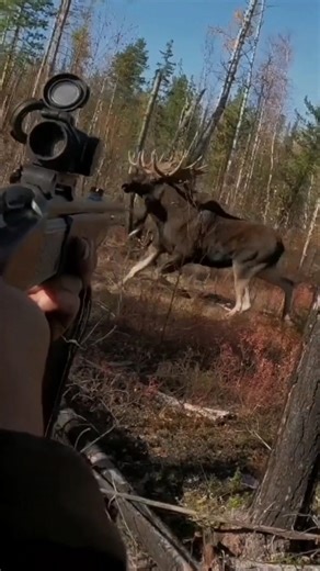 So Close You Can Hear Him Breathe — Giant Moose Hunt!”#deerhunting #huntinggame #nature #wildlife