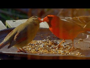 Cardinal Rouge en Amour Avec sa Femelle / Saison Des Amours / Sons Cri et Chant d'Oiseaux 4K UHD HDR