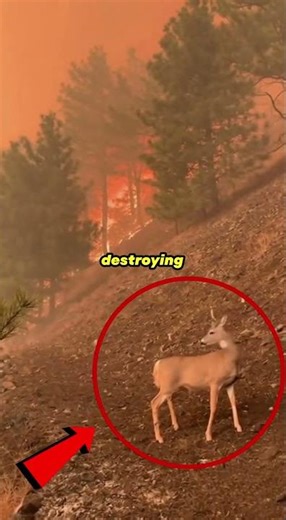 USA IS BURNING 🔥 Real Footage of Animals Escaping!