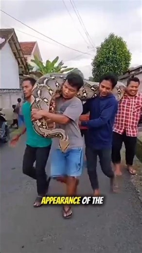 Residents evacuated a large python to its natural habitat #wildlife #animals