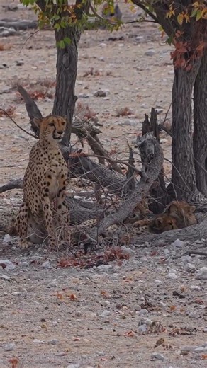 Focused: Cheetah Mum Locks Eyes on Her Next Hunt