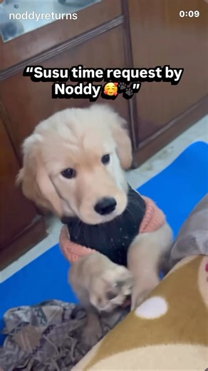 “Noddy’s cutest way of saying: susu please 🐕💕”#youtubeshorts