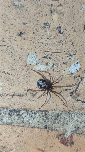 magnifique cette petite #araignée 🕷️🤩. c'est quoi l'espèce ? #malmignattedesmaisons