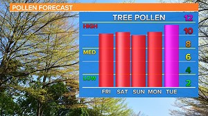 How does the rain affect the pollen count?