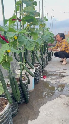 Cucumber Farming: Top Tips for Rural Farmers