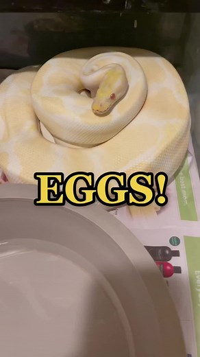 Albino and Black Pastel Ball Python Egg Care Guide