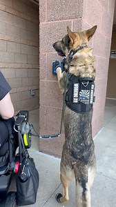 When and why do service dogs open doors for people? #Cardiacalertdog #seizurealertdog #migrainealertdog #workingdog #wlgsd #germanshepherd #dogtraining #ambulatorywheelchairuser #mcas #ehlersdanlossyndrome #pots #fnd | Demon.Dog.Duo