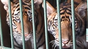 Today we shine the spotlight on tigers for World Tiger Day. World Tiger Day is in honour of one of the world’s most iconic and endangered big cats. Wild tiger numbers have dropped by more than 95% since the beginning of the 20th Century and it is believed that there are now probably only 3,900 tigers left in the wild. In South Africa, tigers are bred as part of the commercial captive lion industry. Their commercial use pretty much the same as captive lions, as they are used for cub petting, cann