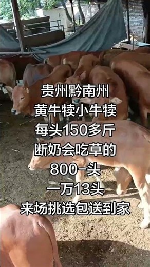 Inside a Family-Owned Beef Cattle Farm | Daily Ranch Life 🐂🌾