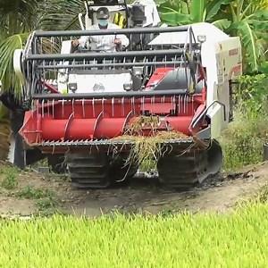 554K views · 3K reactions | Kubota machine on working on rice farm | Daily Post | Facebook