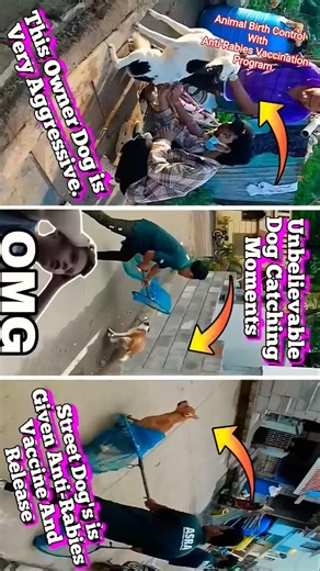 City Dog Catching Funny Videos #funny #dog #streetdogrevival #ytviral #catch