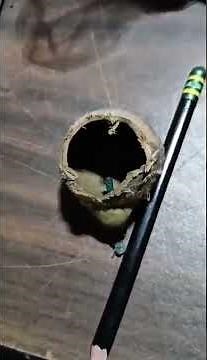 Are Ball Shells More Powerful Then Mini Canister Shells? #firework #ballshell #pyrotechnica