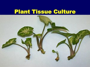 Plant Tissue Culture - SlideServe