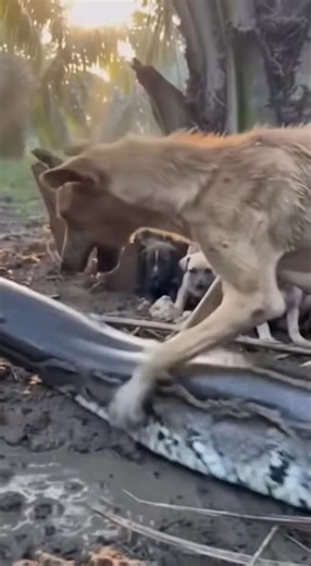Induk anjing melindungi anak anjing dari serangan ular python #animals #hewanbesar #wildlife #viral