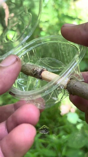Air layering using jelly containers 🌱 #gardening #plant #bonsaitree
