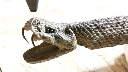 Rattlesnake Cut In Half With 60,000 PSI Waterjet - whats inside a rattle snake