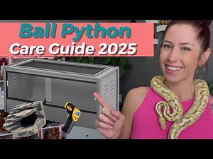 2025 BALL PYTHON CARE GUIDE! #ballpythoncare #ballpythonsnake