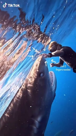 Understanding Shark Behavior Through Interaction