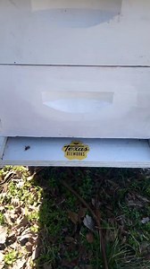 This is how honeybees survive the winter #nature#15 #beekeeper #insects #bees | Save the Bees