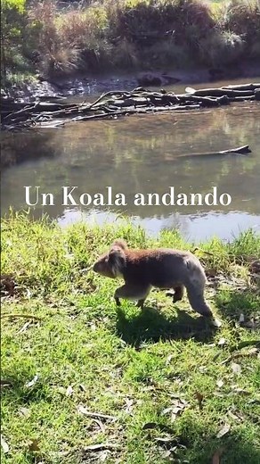 Vi un koala andando en su hábitat natural en Australia #koala #australia