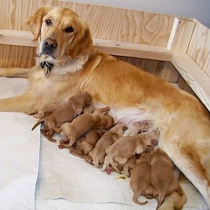 1.8K views · 68 reactions | Dog Moms Nursing Their Cute Baby Puppies Videos Compilation | Pet Funny Video | Facebook