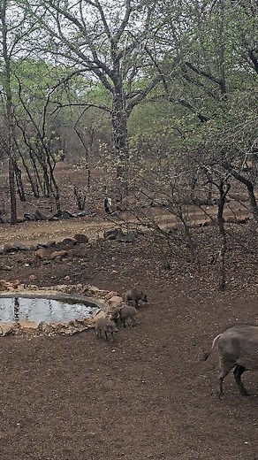 Watch as mini Kasongo and his friends get the zoomies. #kasongo #nature #wildlife #safari #naturelovers | Kruger Gone Wild Safaris