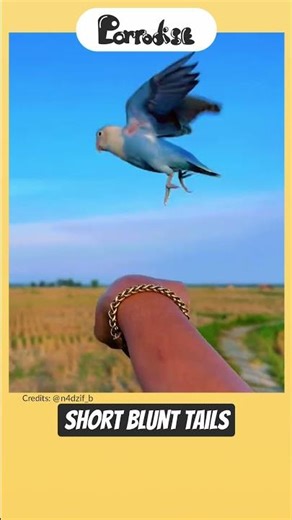 What’s Lovebird vs Parrotlet Difference?