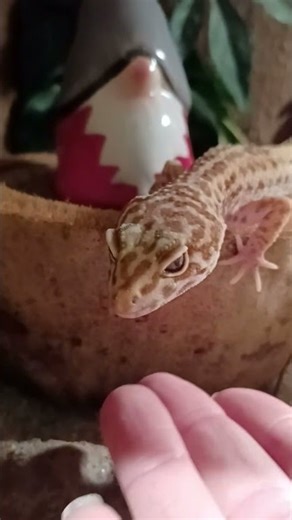 Leopardgecko 💛 | 🐍 Viking Reptiles #shorts