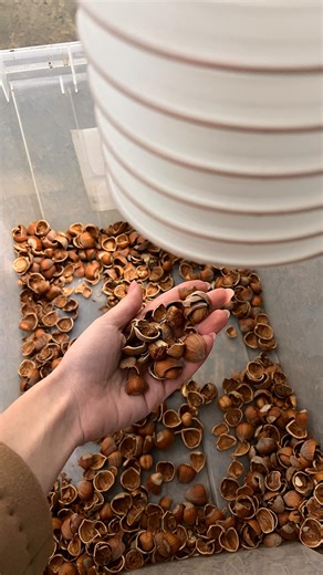 Hazelnuts Nutcracker with Aspiration (200 kg/h) • Productivity: up to 200 kg/h A combined machine that cracks hazelnuts and instantly cleans the kernels with a strong air flow. The drum mechanism provides gentle cracking, while the built-in aspiration removes over 90% of shells and dust. Vibration feeding ensures stable, hands-off operation. Result: clean kernels, fast processing, minimal effort. #nut #nutprocessing #walnutprocessing #walnuts #hazelnut | Nut Technology | Facebook