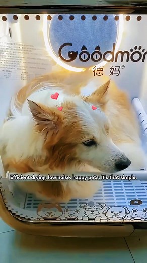 Efficient Drying with High-Speed Motors & Low Noise!  ✨ Say goodbye to long drying times and noisy machines! Our high-speed dryer offers powerful, efficient drying with minimal noise—keeping both you and your pet happy and relaxed.  Upgrade to a smarter, quieter way to dry. Watch the magic happen!  #PetComfort #petdryer #Petlovers #PetTechnology #b2b | Impian Innovation, Your Global B2B Partner for Pet Supplies | Facebook