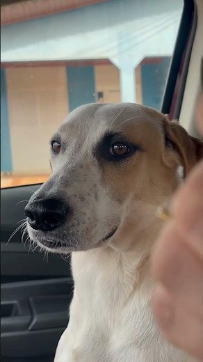 Cachorrinha recebe "lição de moral" sobre cães de rua! 🐶🤣