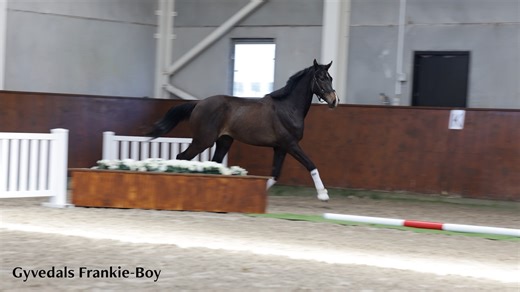 Breeders’ Selection Online Auction: 2- and 3-year-old horses with top pedigree! Find your future horse in our Breeders’ Selection Online Auction. Check out our selection of 2-year-old horses with top pedigrees right here: https://bit.ly/breedersselection_onlineauction. Auction starts tomorrow and bidup begins on June 6th. For any inquiries about the 2-year-old horses, please contact Esben Møller by phone at 45 52 24 85 15 or Lene Birkemose by email at stallion@helgstranddressage.dk. | Helgstrand