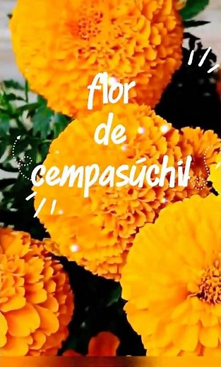 La LEYENDA de la FLOR de CEMPASUCHIL 🌎