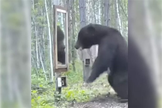 Bear Sees Reflection in a Mirror For the First Time, Freaks Out
