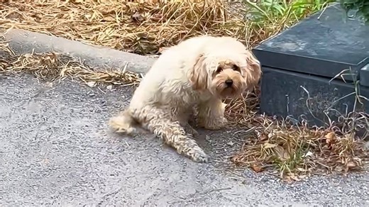 54K views · 3.2K reactions | Weak and Exhausted, This Dog Still Fought to Survive Until Help Arrived #animals #animalrescue #catrescue #dogrescue #animallover | Animal Rescuers United | Facebook