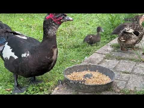 Top 3 Secrets About Duck Behavior You Never Knew