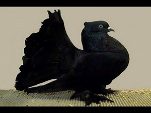 Most Beautifully 100 Fancy Pigeons and doves Cages In The World Now Trends