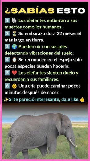 6 DATOS INCREÍBLES DE LOS ELEFANTES 🐘😱 ¿SABÍAS ESTO?