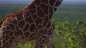 Close up of a reticulated giraffe's (Giraffa reticulata) skin pattern as it walks during the afternoon in Africa.