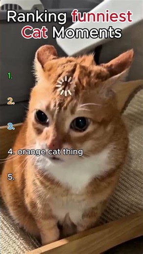 Try Not to Laugh 😂 Funniest Cats Ever! 🐱 #shorts #animals #cat