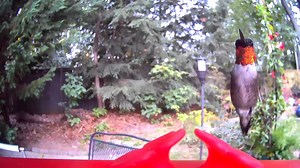 This one has a beautiful ruby-throat. I was surprised to learn that ruby-throats are the only hummingbird you’ll find east of the Mississippi! | WYFF News 4's Carol Clarke