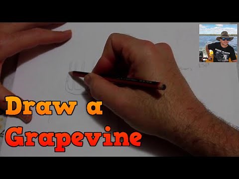 Parts of a Grape Vine Drawn and Labelled