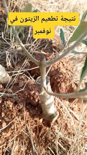 نتيجة تطعيم الزيتون في الخريف #الزراعة #ثقافة_زراعية