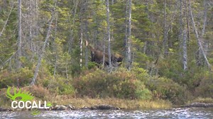 COCALL Deer Sound Card for Hunting - Card #2 (Includes 6 Different Deer Sounds) - Micro SD Card for Cocall 2X - Replicates Real Male and Female Deer Sounds