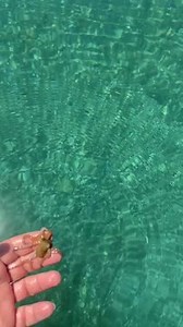 While deep cleaning his sailboat, this man spotted a small pipe with something moving inside. To his surprise, a tiny baby octopus slowly emerged and crawled onto his hand. The little creature showed no fear and even clung to him when he tried to return it to the water. Eventually, he released it into the sea, sending it safely back to its natural habitat. | Jukin Copyright Management | Facebook