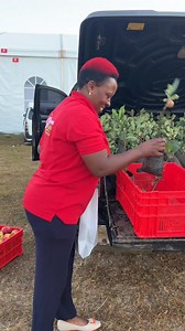 Day 1 of Devolution Conference 2025 is here — and so are we! We’ve arrived at the Raila Odinga Stadium in Homabay and our stand is all set for the 2025 Devolution Conference. Come enjoy the juicy crunch of Wambugu Apples and the bold flavor of our freeze-dried fruits. We’re ready, the energy is high. Pass by and let’s make it unforgettable! #WambuguApples #Devolutionconference #LaikipiaCounty #HomabayCounty #Endlesspossibilities 0722 284176 | Catherine Wambugu