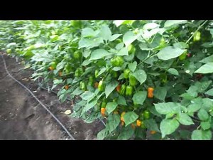 La culture du piment en hors sol