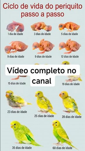 “A EVOLUÇÃO DO PERIQUITO: DO 1º AO 60º DIA 😱🐦 (Você vai se surpreender!)”